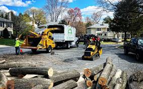 Tree and Shrub Care in Corcoran, CA