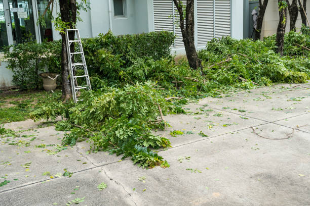 How Our Tree Care Process Works  in Corcoran, CA