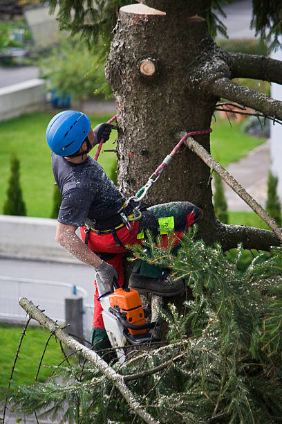 Reliable Corcoran, CA Tree Services Solutions